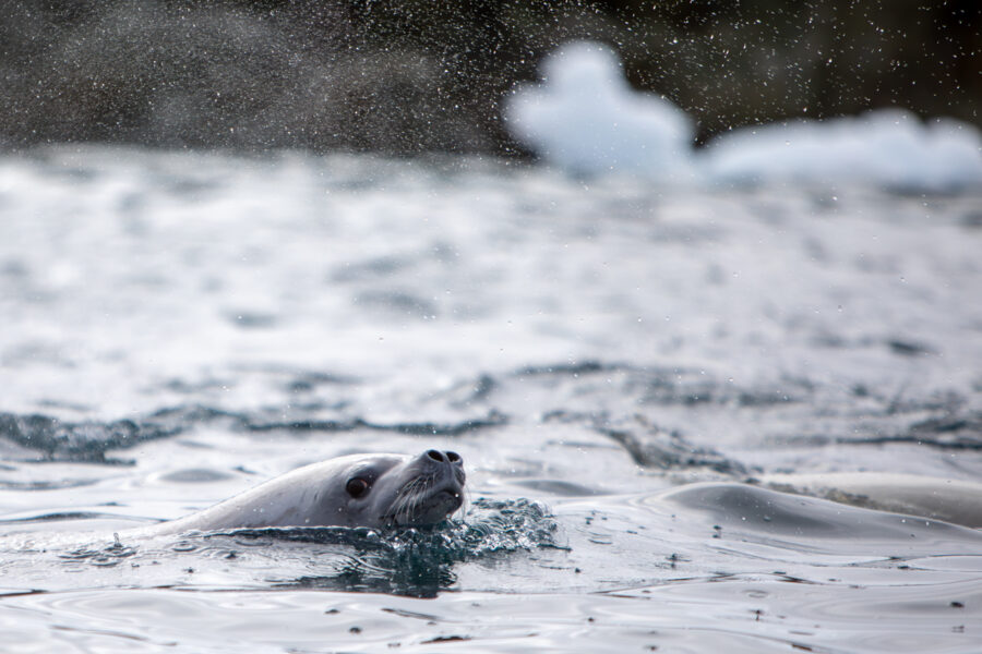 Antarctica photography of a seal in the water blowing water out of its nose