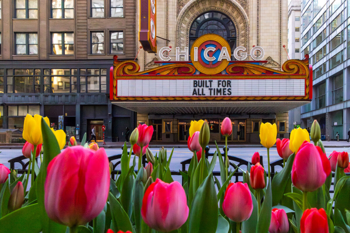 Photos of Chicago Tulips infront of the Chicago Theatre