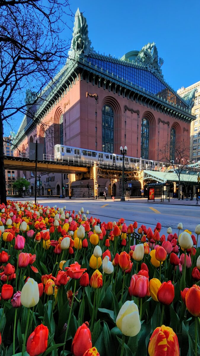 Chicago tulips in front of the Chicago Public Library