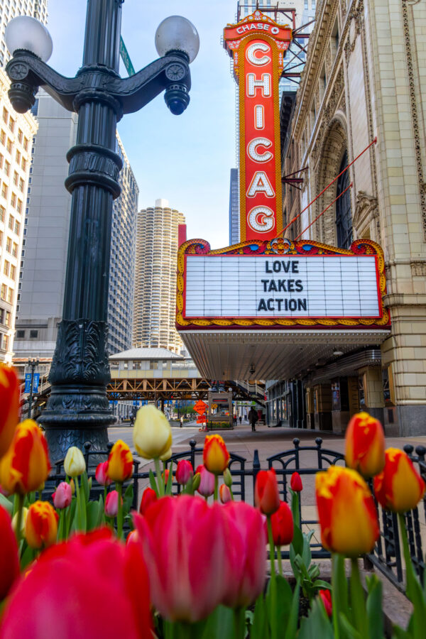 Photograph of the Chicago Theatre in spring with tulips in the foreground and the sign saying love takes action