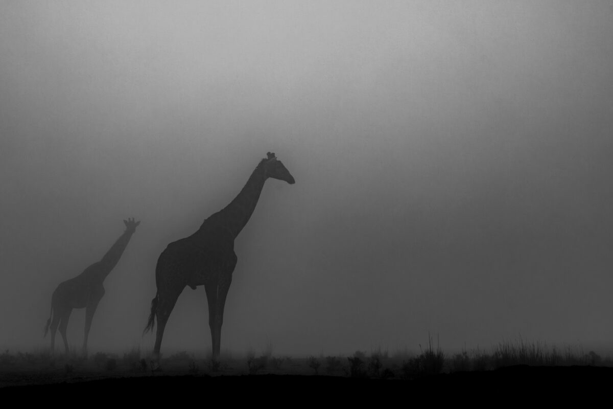 Fine art image of giraffes in the fog shot in black and white