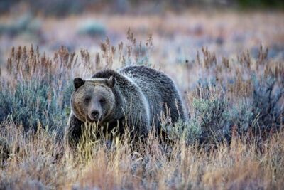 Fine art image of Blondie the grizzly bear in the grand tetons walking through some colorful brush