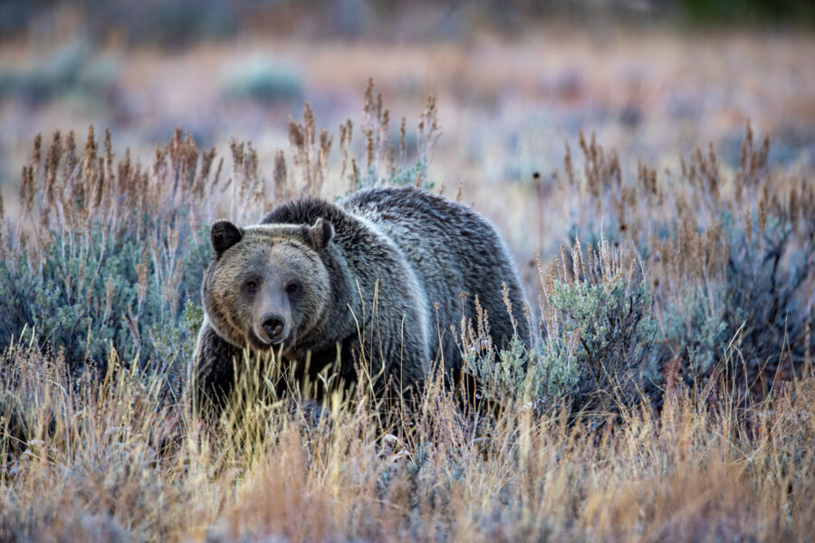 Fine art image of Blondie the grizzly bear in the grand tetons walking through some colorful brush