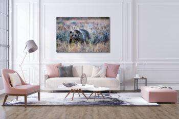 Large unframed fine art print of a grizzly bear in the Grand Teton National Park displayed above a couch in a modern living room