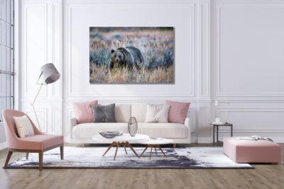 Large unframed fine art print of a grizzly bear in the Grand Teton National Park displayed above a couch in a modern living room