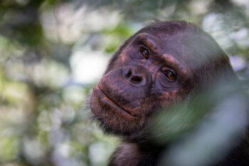 Photograph of a wild chimpanzee looking driectly into the camera of photographer Derek Nielsen in Rwanda