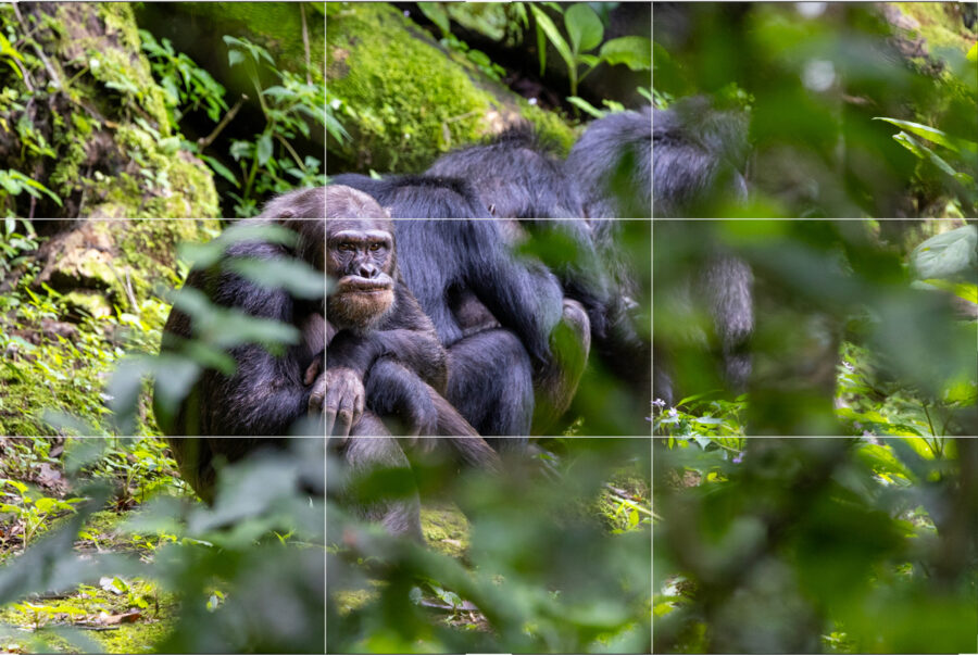 photo of a chimpanzee using the rule of thirds photography technique to help avoid common photography mistakes