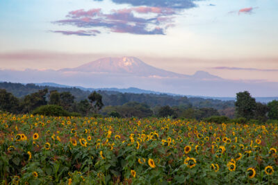 photograph of Mount Kilimanjaro rising up out of the African continent surrounded by sunflowers in the foreground