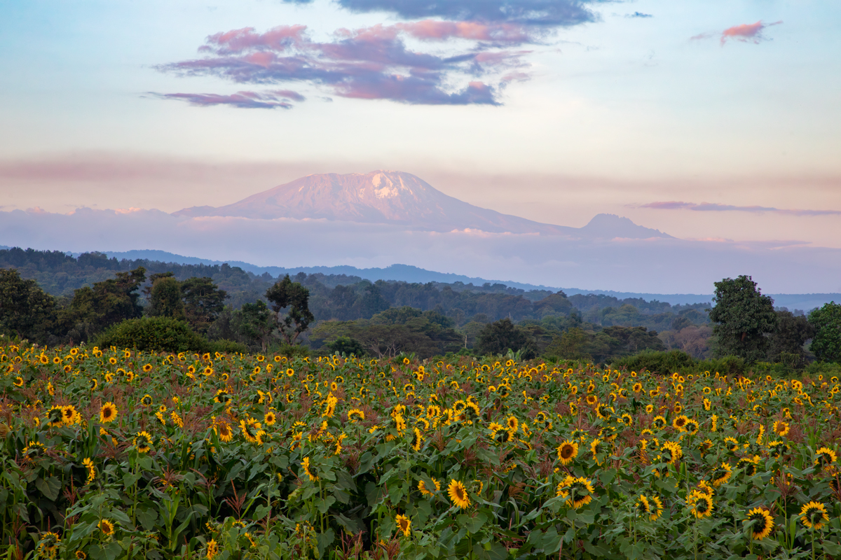 photograph of Mount Kilimanjaro rising up out of the African continent surrounded by sunflowers in the foreground