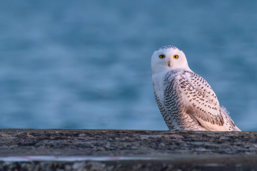 photograph of a snowy owl on Montrose pier in Chicago