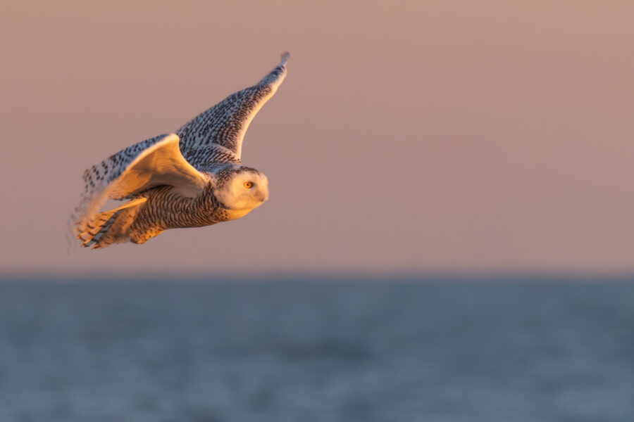 Snowy owl in flight