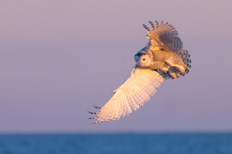 sunrise photograph of a snowy owl in Chicago