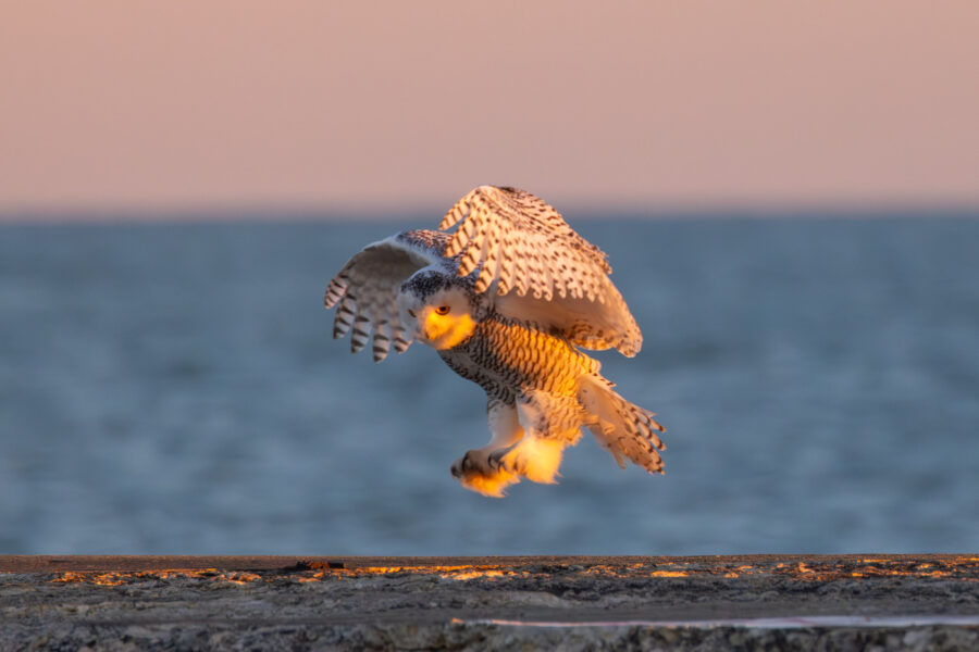 Snowy owl with wings out near lake michigan