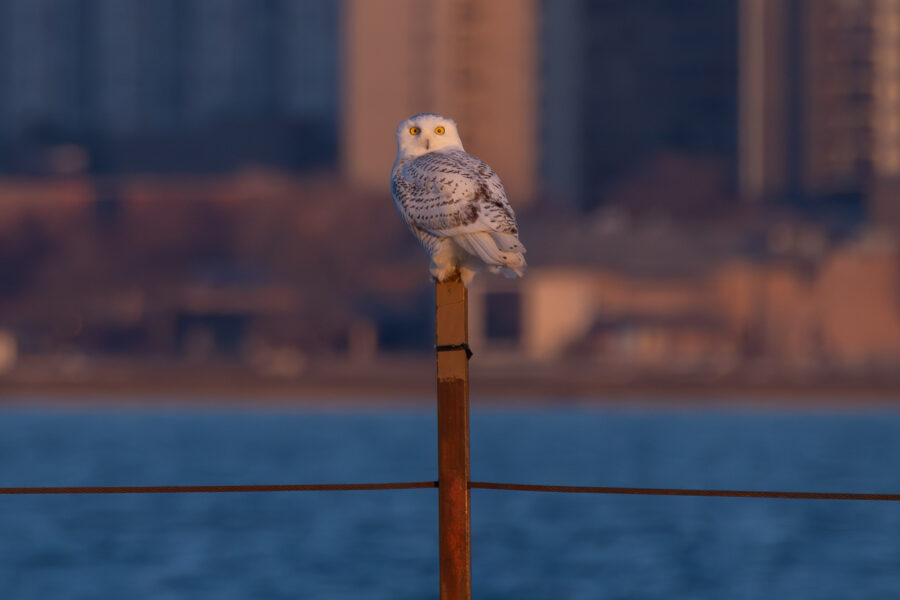 snowy owl on a perch in Chicago at sunset