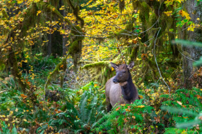 Photo of an elk standing in Olympic National Park surrounded by beautiful fall colors