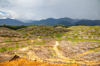 Photograph of a palm oil plantation in Borneo where jungle once stood