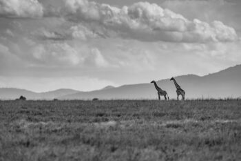 Photograph of two giraffes in black and white walking across the serengeti