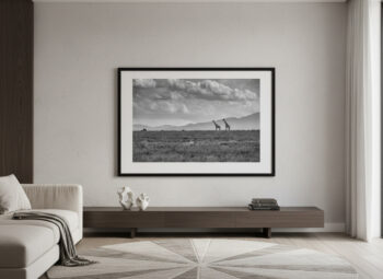 Large fine art black and white print of giraffes displayed in a luxury modern living room