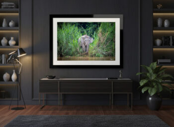 Giant-crossing-in-dark-room Photograph of an elephant in the jungle framed and displayed in a luxury home