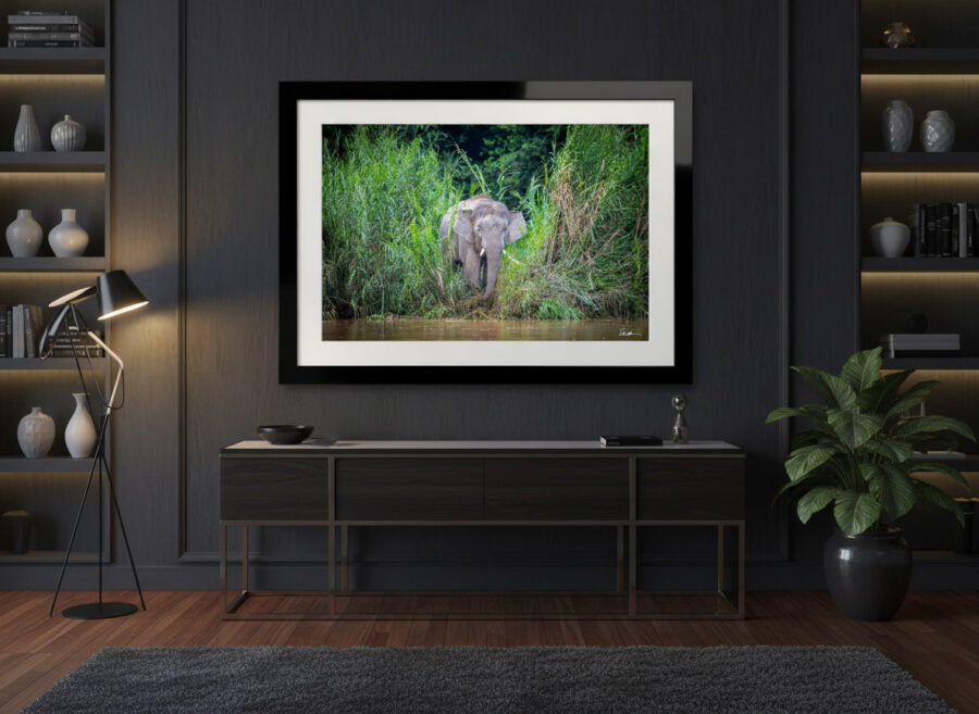 Photograph of an elephant in the jungle framed and displayed in a luxury home