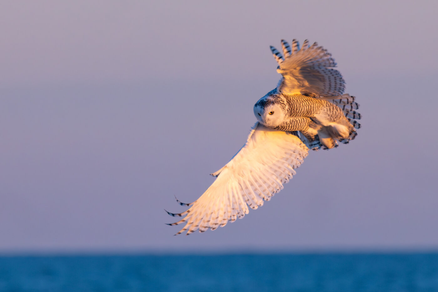 photograph of a large snowy owl with its wings spread