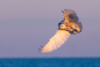 photograph of a large snowy owl with its wings spread