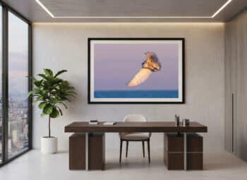 Large fine art wildlife photo of a snowy owl displayed in a modern office