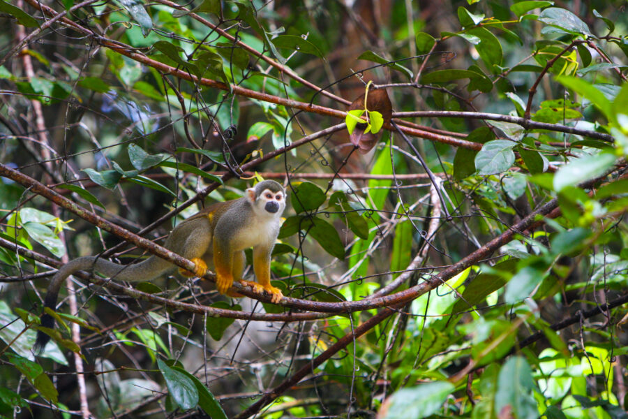Photograph of a squirrel monkey in the amazon jungle