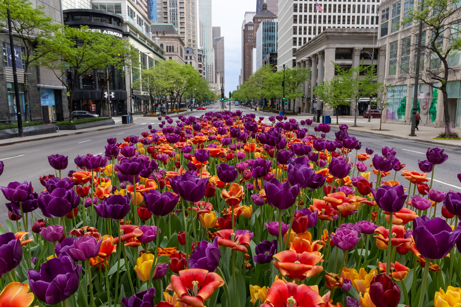 photo of bright colored tulips on Michigan Avenue in Chicago