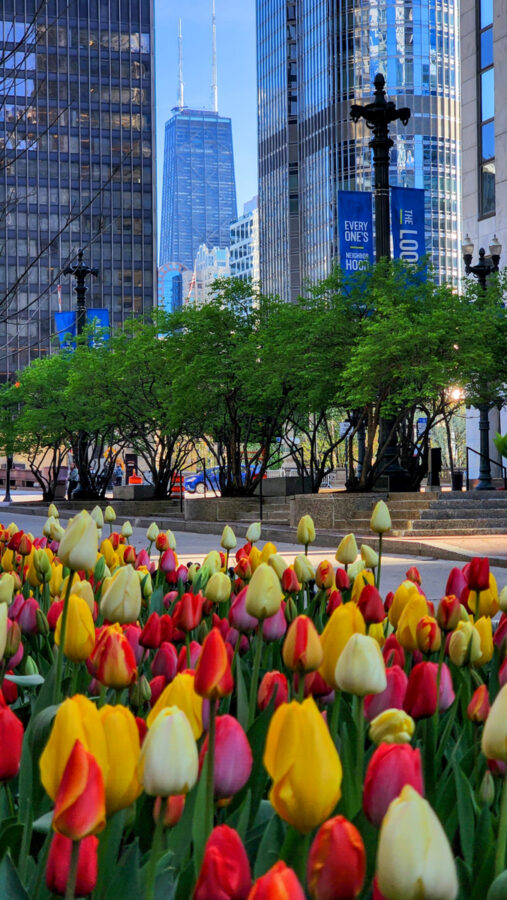 photograph of the john hancock in chicago with tulips filling the frame