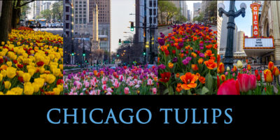 Photo for Chicago Tulips photography workshop
