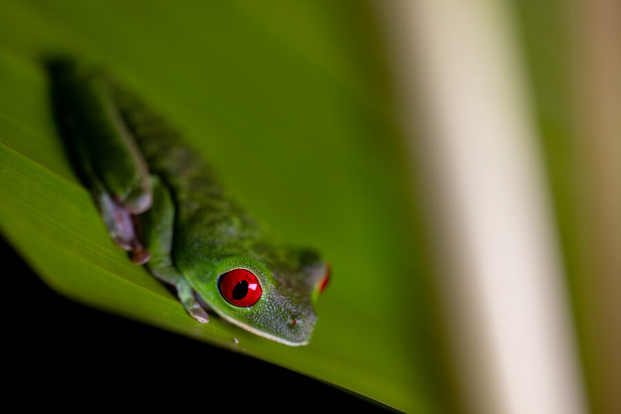 photo of a red-eyed tree frog in Costa Rica