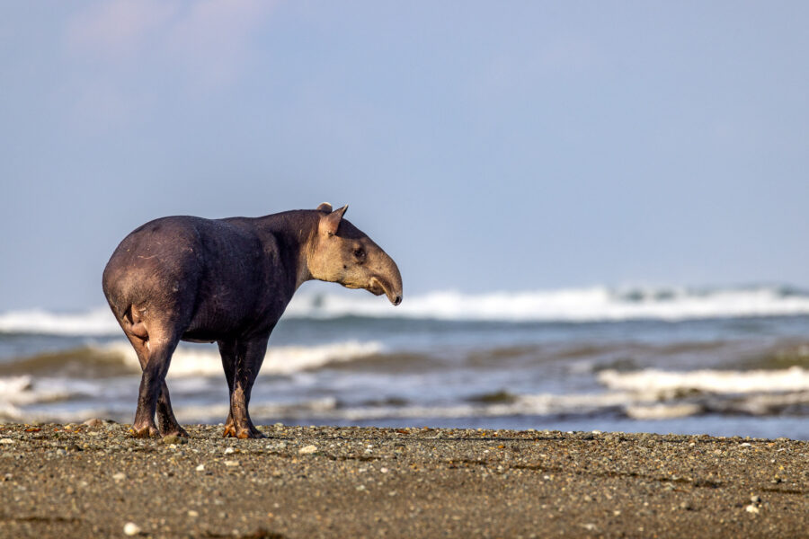 photograph of a tapir on the beach in Corcovado National Park