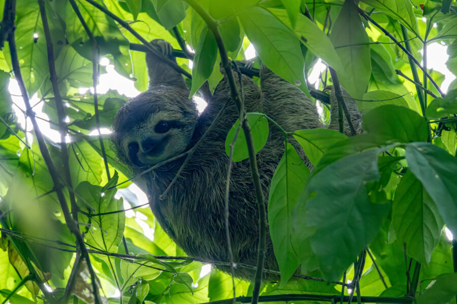 photo of a sloth in Costa Rica