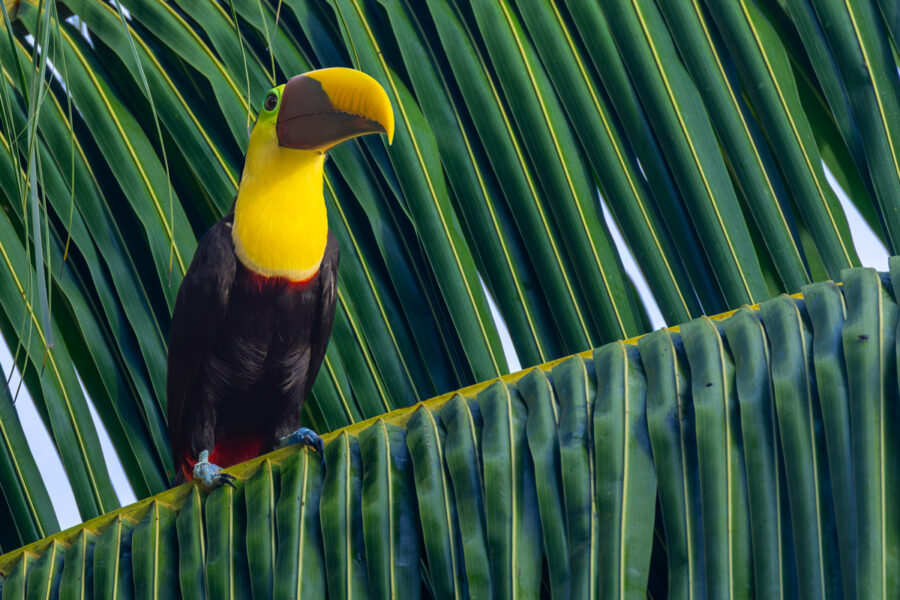 photograph of a Tucan in Costa Rica sitting in a tree