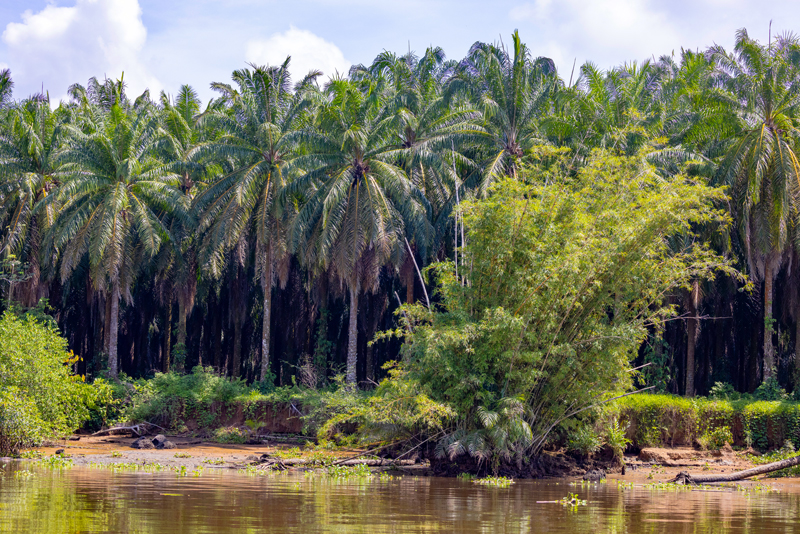 destructive palm oil plantation in costa rica