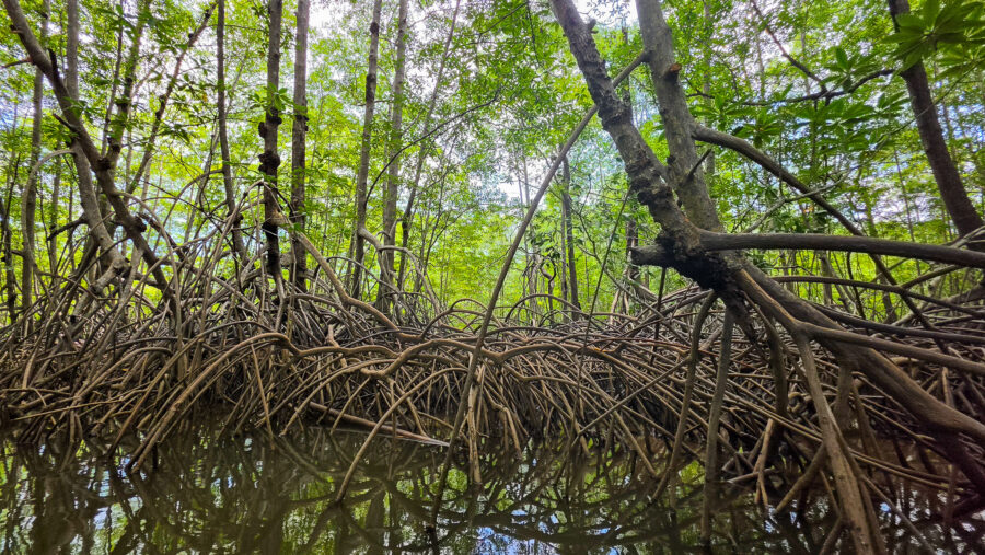 Photograph of mangrove forest in southern Costa Rica