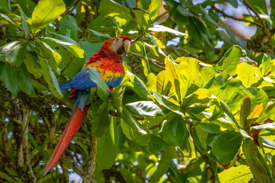 Photograph of a scarlet macaw in Costa Rica