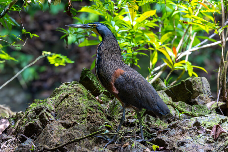 Photograph of a crane in Costa Rica 