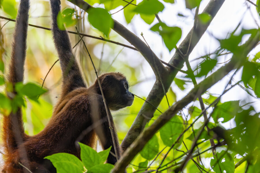 Photograph of a spider monkey in Costa Rica