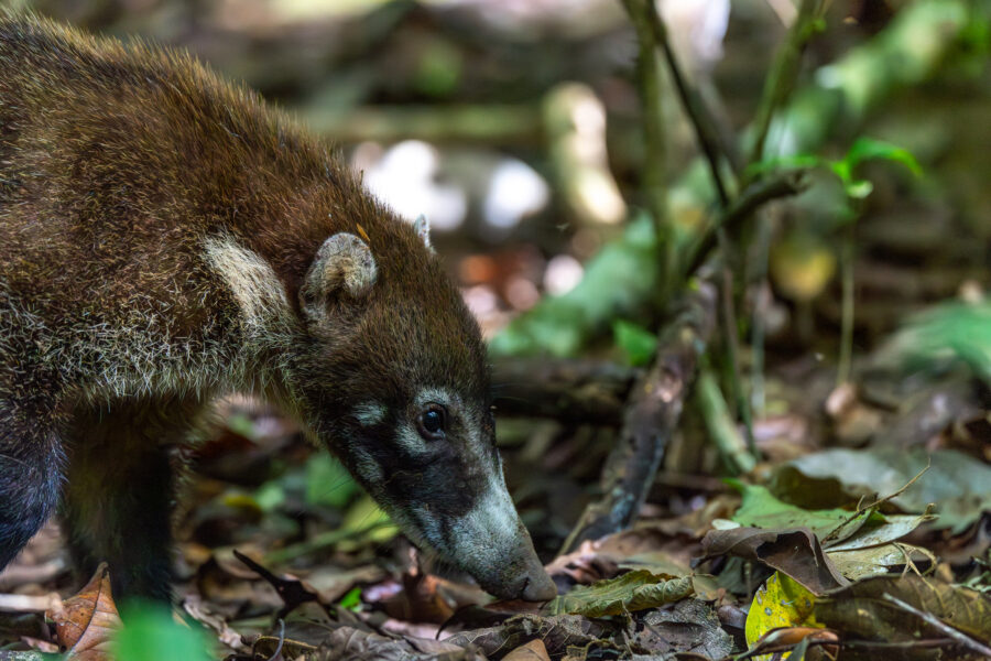 Photograph of a coati digging in the jungle of coasta rica 
