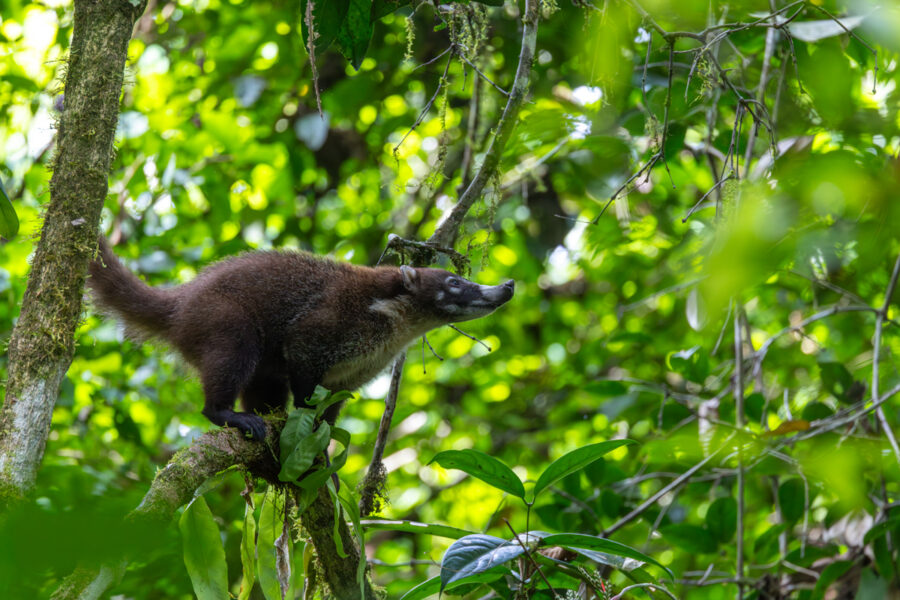 Photograph of a coati in a tree in Costa Rica