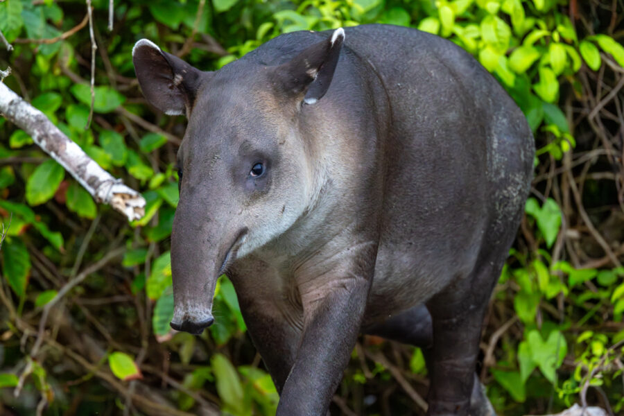 Photograph of a tapier emerging from the jungle in Costa Rica