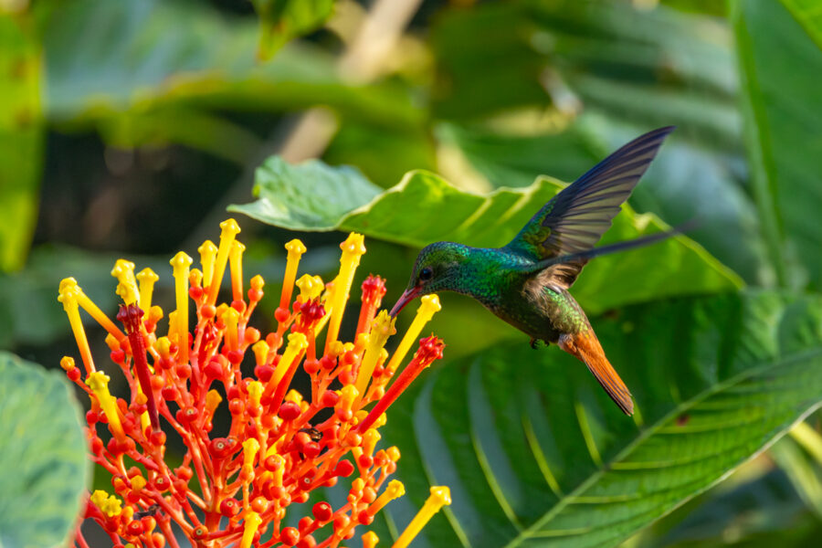 photograph of a hummingbird feeding on a brighly colored flower in Costa Rica