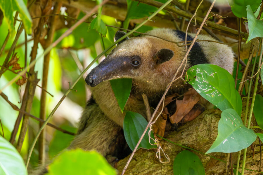 Photograph of an anteater in Costa Rica