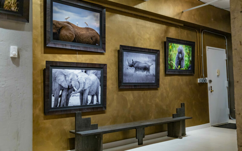 wildlife framed exhibit